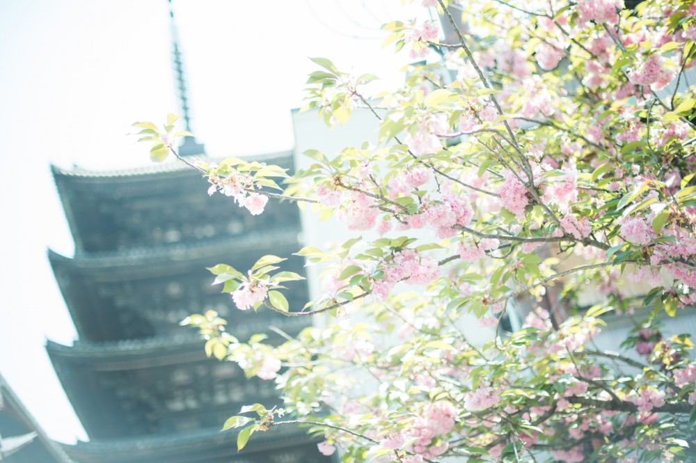 八坂の塔と八重桜
