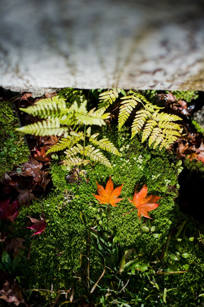 紅葉