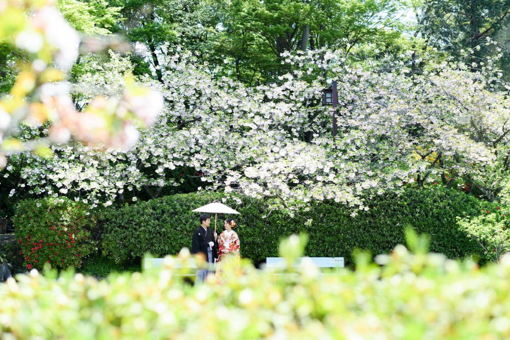 白い八重桜と新郎新婦。和傘をさしています。