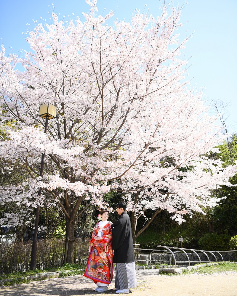 桜木の前で和装前撮り中。衣装は色打掛。