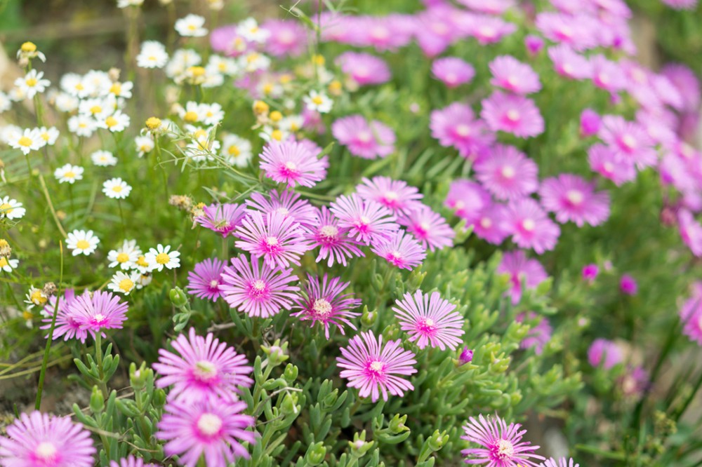 関西は大阪のお花
