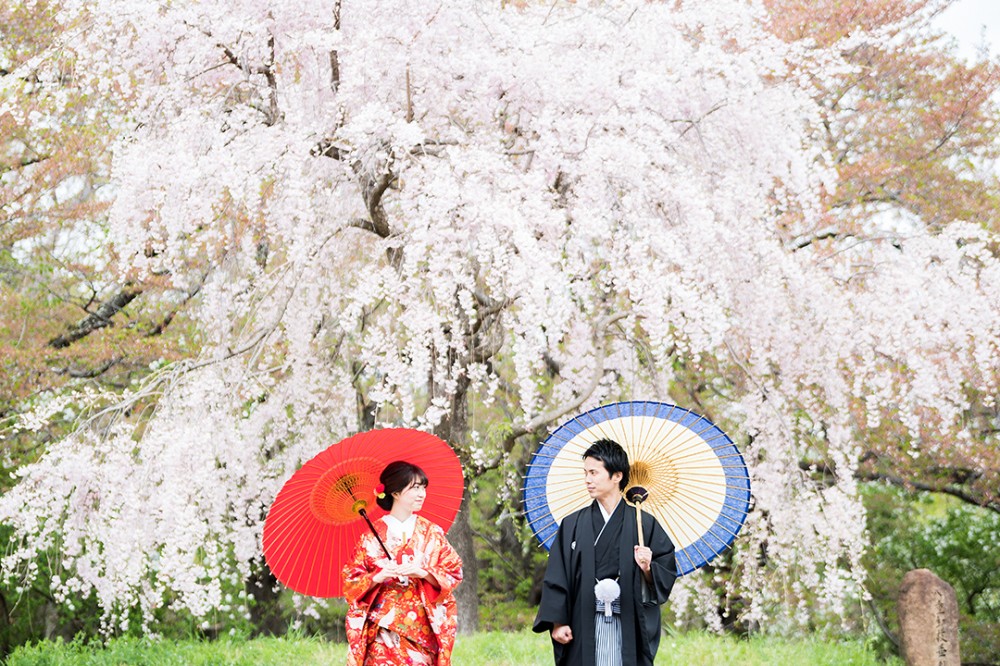 春の桜での和装前撮り撮影