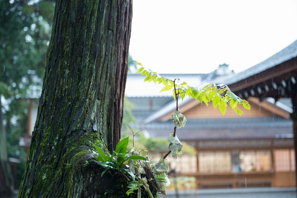吉田神社の木